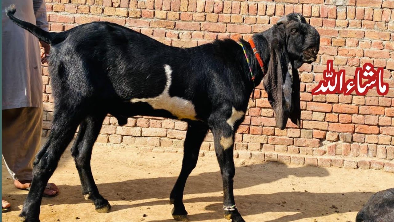 Biggest Goat breed in The World 2026 || Biggest Milking Goats in The World || Biggest Baby goats