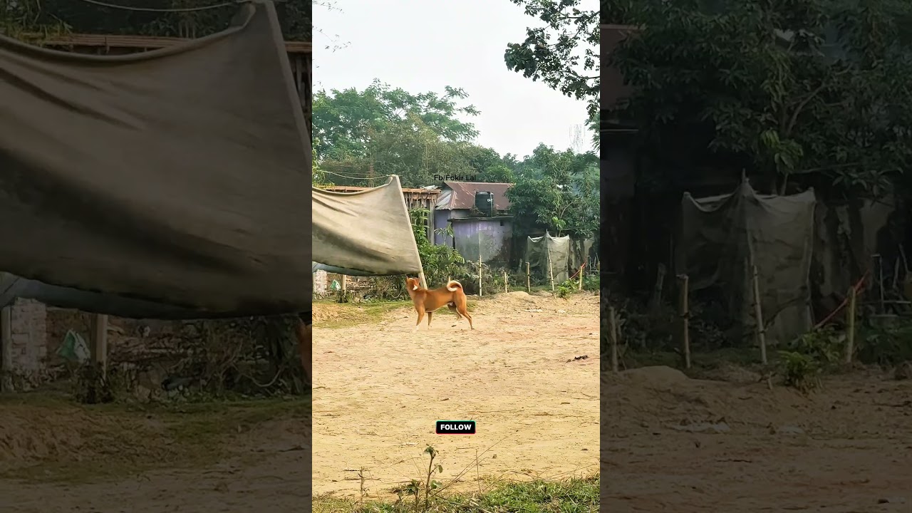 Naughty Village Dog Prank 🐾😂 | Funniest Dog Reaction 🤣 