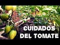 Cuidados en el cultivo del tomate(AGRICULTURA ORGÁNICA)