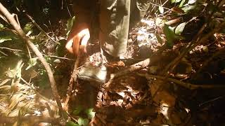 Download Lagu Dramatic dismantling of a wire snare in Bukit Tigapuluh MP3