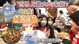 【#06vlog CatVlog 】 40隻世界上最大的家貓以及上百歲的貓咪 緬因貓咖啡廳  | 2022.12.25 聖誕節 vlogmas