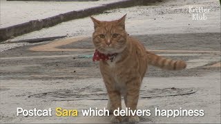 Stray Cat Delivers Mail | Kritter Klub