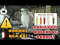 BAKIT KULAY ORANGE ANG IHI NG RABBIT | Bakit puti ang ihi ng rabbit | Bakit mapula ang ihi ng rabbit
