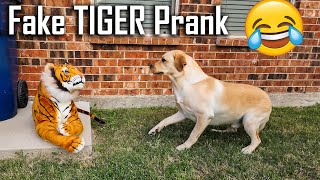 Fake Tiger Prank on Dog  Labrador Dog Protects us from Fake Tiger