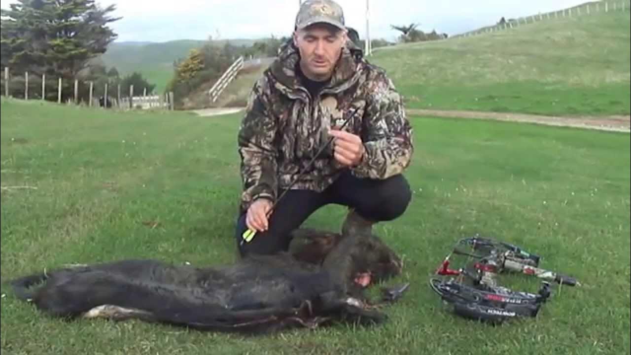 WASP JakHammer Broadhead Review YouTube