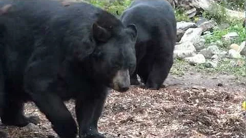 Ted & Lucky foraging with Judy M  answering questi...