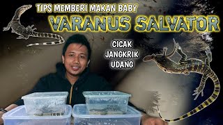 TIPS MEMBERI MAKAN ANAK BIAWAK (VARANUS SALVATOR) ‼️#varanussalvator #biawakjawa