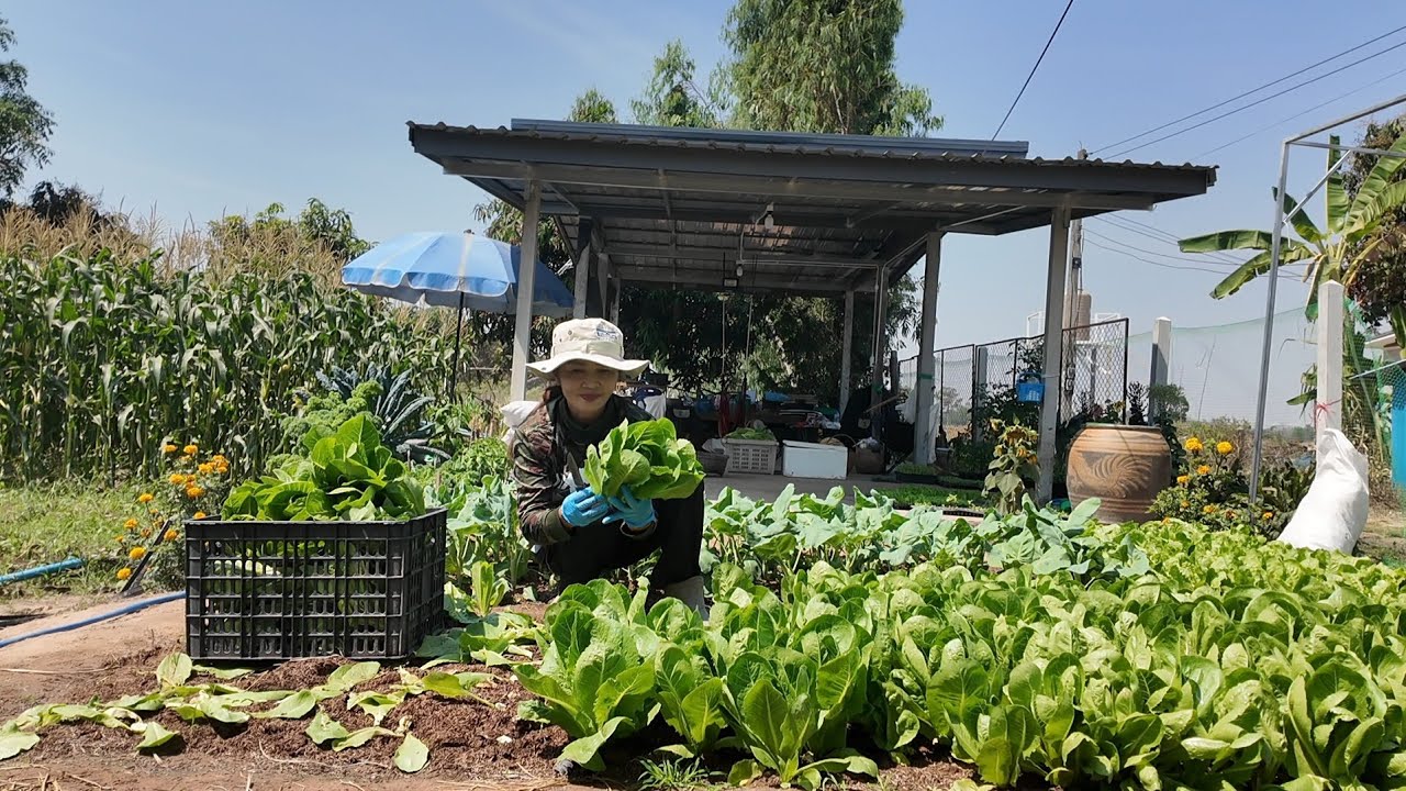 ป๊าดๆสะออนต้นคะน้าอวบอ้วนสมบูรณ์มากผักสลัดตะกูลคอส คื่นฉ่ายมีแต่งามๆเตรียมออกขายตลาดจ้า