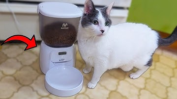 Is This the Most Reliable Auto Feeder for Cats?