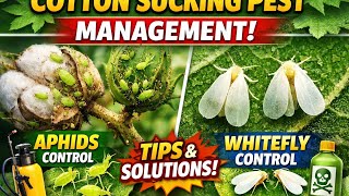 Cotton sucking pest | Thrips, Aphids, White fly Effectively control in cotton crop