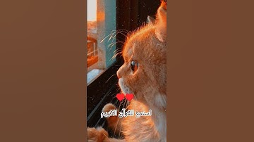 اكتب شيء تؤجر عليه يوم القيامة 😴♥️ #آيات_الرحمة #المصحف #اللهم_صل_على_محمد_وال_محمد #قران_كريم