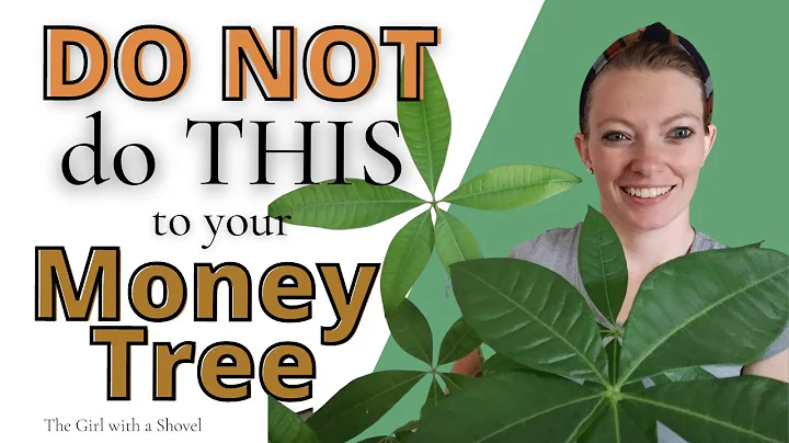 Money Tree (Pachira Aquatica) Plant Care Tips & what NOT to do! [get BIG leaves!] - DayDayNews