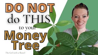 Money Tree (Pachira Aquatica) Plant Care Tips & what NOT to do! [get BIG leaves!] screenshot 1