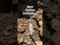 Killer Arrowhead found on Ancient Native American Campsite! #arrowheadhunting #arrowhead #artifacts