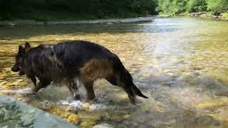 JALUDOWIG Hunde Video  Das Gebell