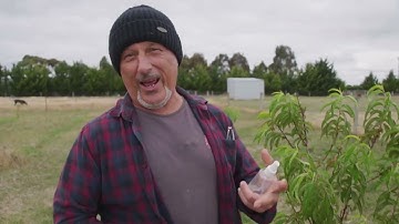 Update Progress On The Leaf Curl And Aphid Infected Fruit Trees