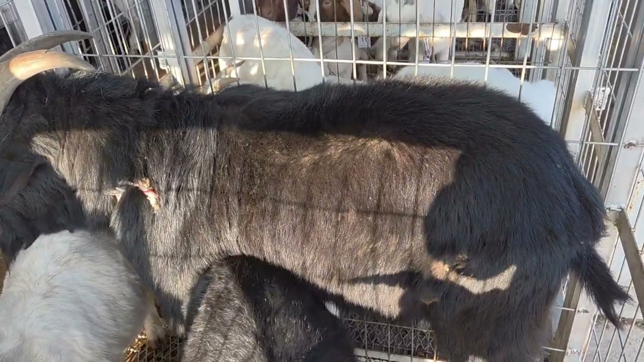 부여 경매장 25'12'18일 리얼경매 