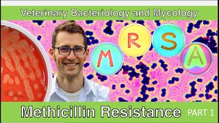 Methicillin Resistance (Part 1) - Veterinary Bacteriology and Mycology