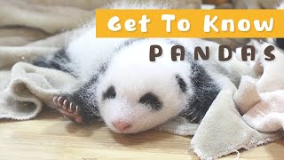 Any Panda Lovers Here? Pandas Want To Tell You Their Secrets | iPanda