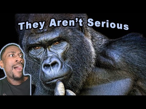 Gorillas Are Silly Animals | Casual Geographic Reaction