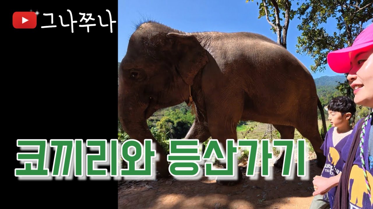 치앙마이 아주 특별한 꼬끼리체험 