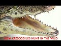 How crocodiles hunt in the wild #forest #wildlife #wildlifephotography #nature