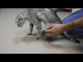 «Рахит» у кошек и собак (видео 2) — Ветеринарная клиника "Добрый Доктор"