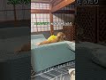 ちょっと変わり者のワンコ #dog #goldenretriever