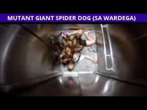 mutant-spider-dog-prank