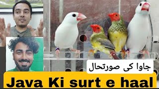 Java Ki surt e haal | Java sparrow breeding | AHSAN PETs