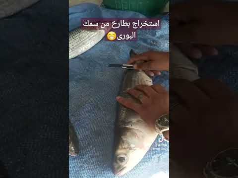 استخراج بطارخ من سمك البوري  سمك اكسبلور ليك    