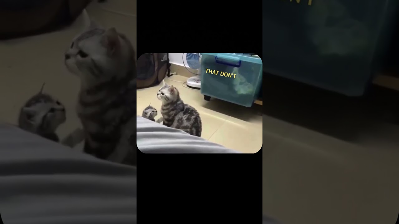 Neglectful Cat Parents: Shocking Reality 😾 | 