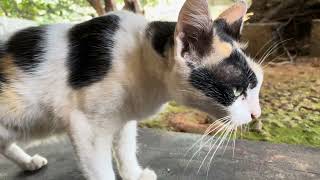 cute cat #cat by Vishvasichalum illenkilum 75 views 1 month ago 13 seconds