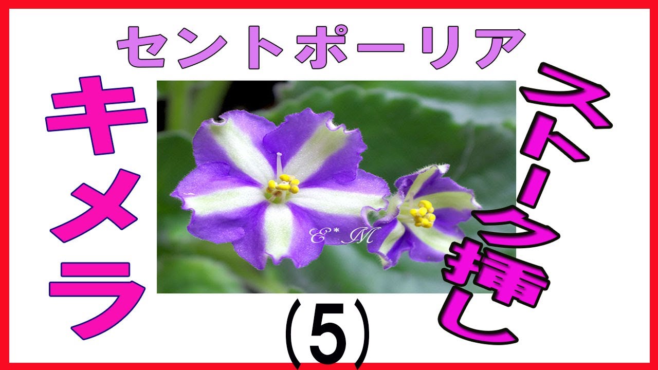 セントポーリア：キメラのストーク挿し（5） - YouTube
