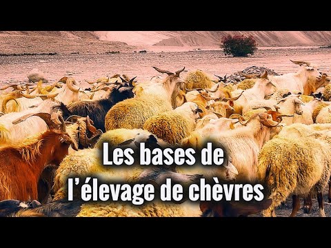 Vidéo: Tout Sur Les Chèvres : Comment élever