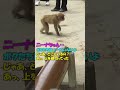 ニーナちゃん Lady Nina Shorts ニーナちゃん Lady Nina Shorts