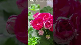 Пеларгония ЮЗИС Шамаханская Царица, невероятная цветунья