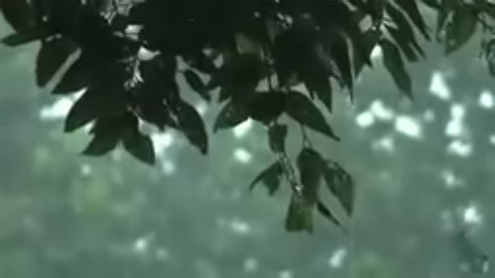 Sleep Instantly in 3 Minutes with Heavy Rain Sounds for Relaxing, Focus or Deep Sleep in Rain Forest