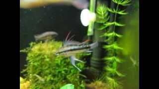 威風的三線短雕公魚 ( Apistogramma Trifasciata - Male )
