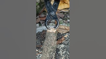 Bonsai ASMR cut by tools #mjbonsaidaily #shortvideo #yearofyou #shorts #asmr #bonsai