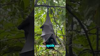 Why Do Bats Sleep Upside Down? The Shocking Truth! 🦇