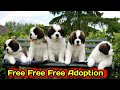 TODAY FREE ! Saint Bernard Puppy || Free Adoption Saint Bernard Puppy 2024 || #freedog #freedogs 🤩🤩