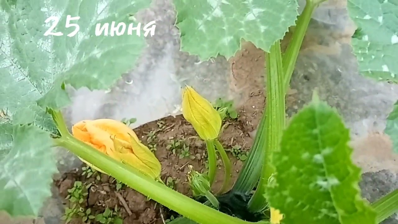 С этим методом посадки, с кабачками в июне. Сибирь.
