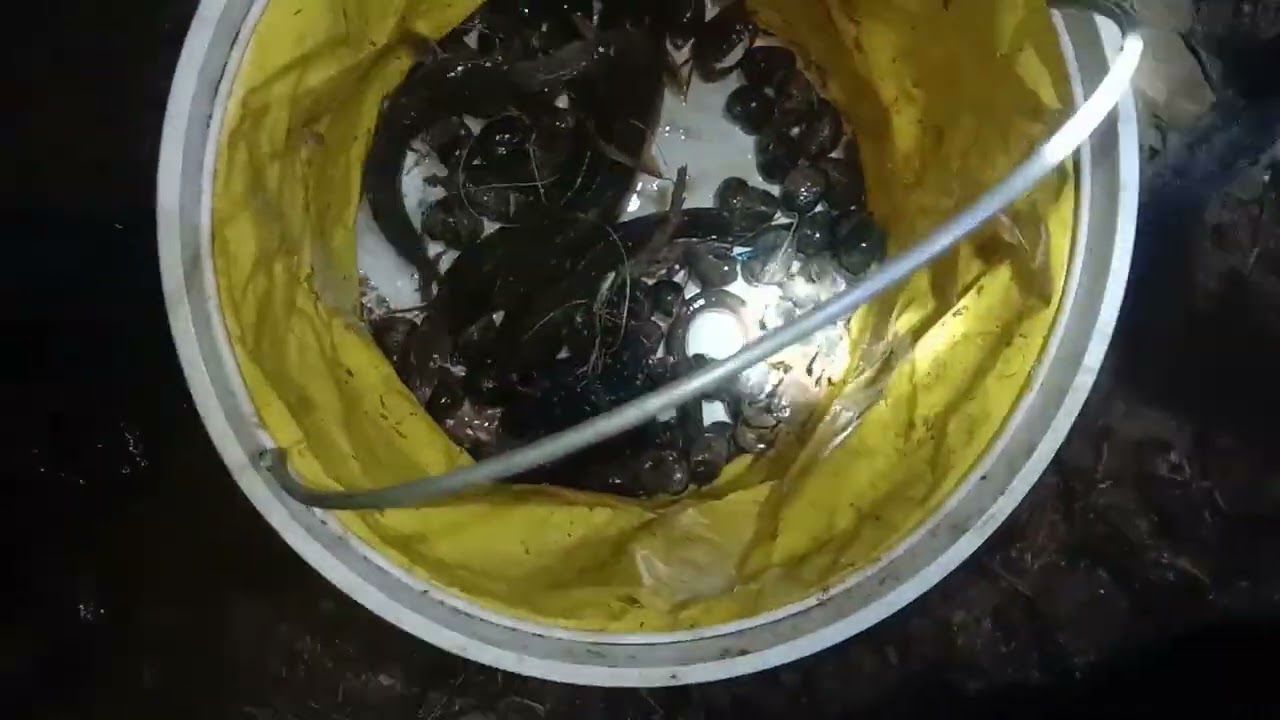 MANCING BELUT D JADIKAN LULUCON