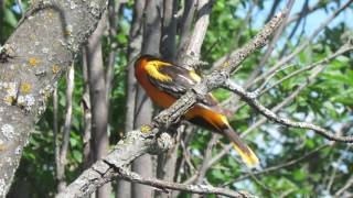 Baltimore Oriole unusual quiet short rising call from near nest. June 25/17 screenshot 4