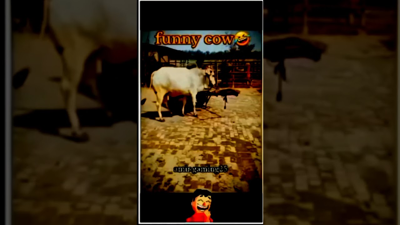 Funny Cow 