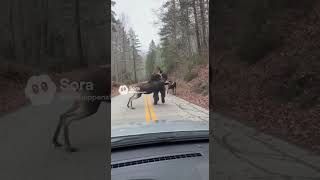 Sasquatch Sighting -Carrying A Moose?