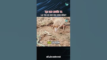 Tại sao người ta lại thả gà con vào cánh đồng?