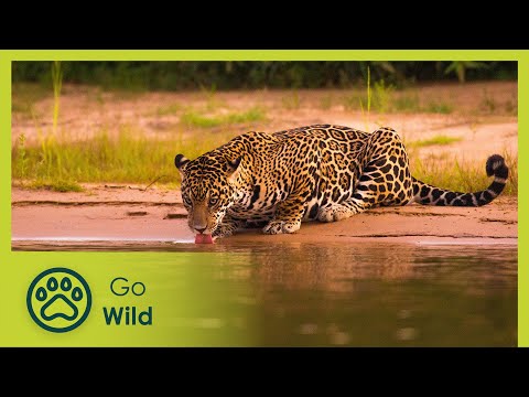 Labyrinth of Lakes - Brazil: A Natural History 3/5 - Go Wild