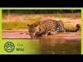 Labyrinth of lakes  brazil a natural history 35  go wild